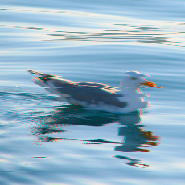 A glitched close-up picture of a seagull swimming in the sea